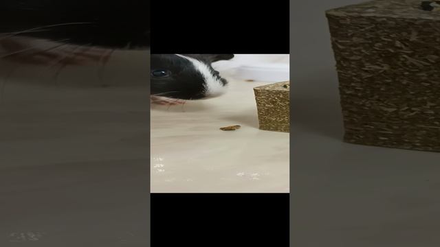 АСМР🐹 06.01.2025.