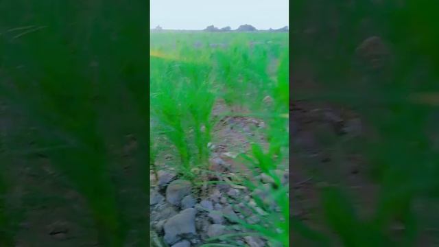 cumin seeds farming ###morning #agreeculture #trendingshorts