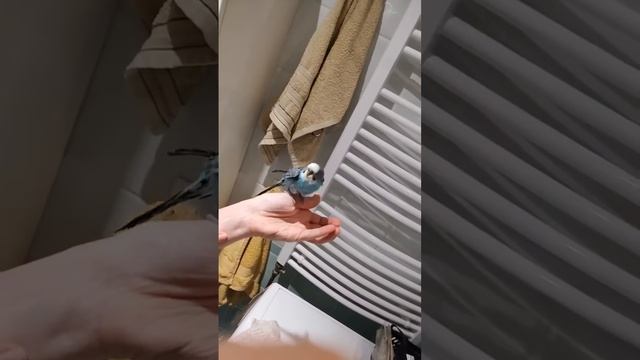 #shorts Головомойка для попугая Цезаря.