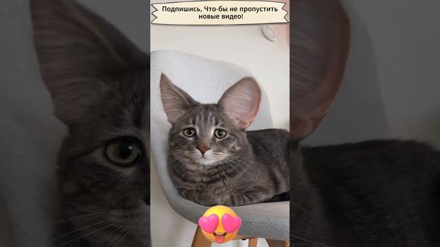 Кот с огромными ушами