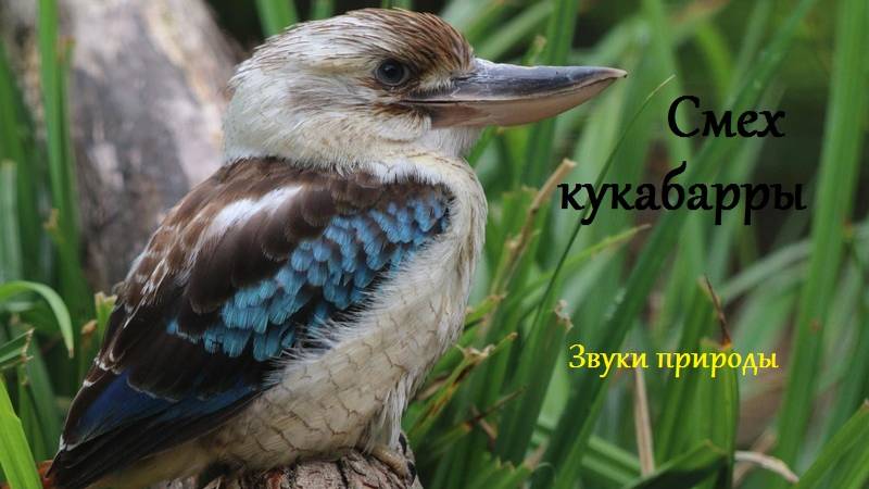 Смех кукабарры. Звуки природы