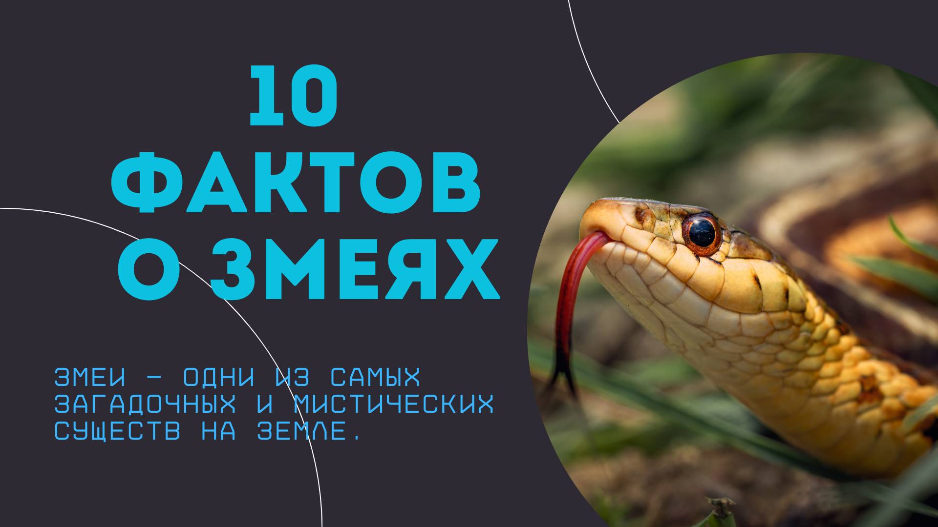 10 фактов о змеях.