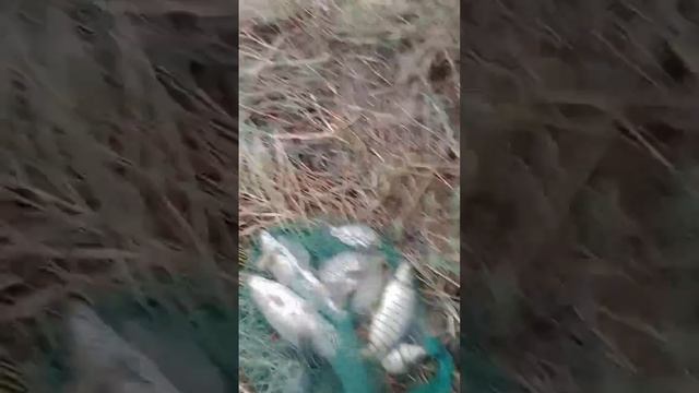 балик ови солянка