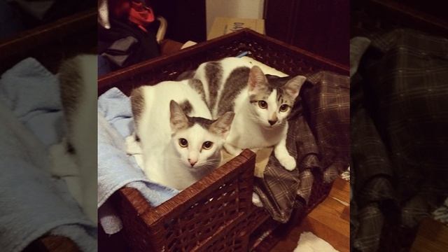 Lana y la compra. Lana Shopping #lana #kitty #kitten #gata #gatita #gatito #cat #cats #cute #lovel