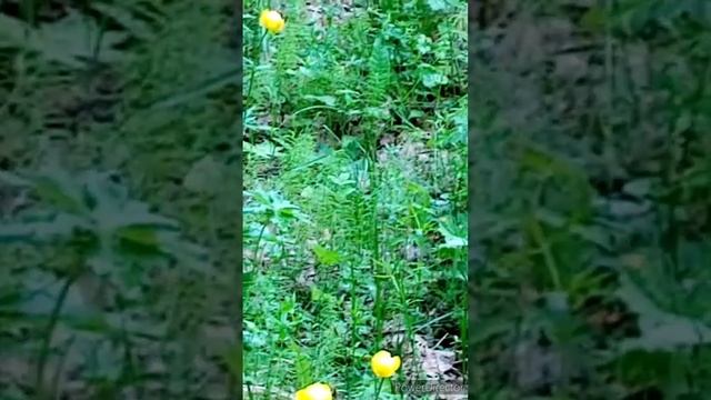 Купальница 2022.06.12