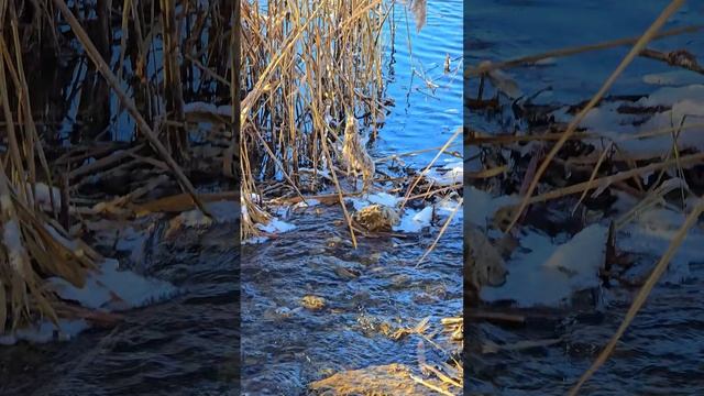 Журчит ручей, Белгородское водохранилище