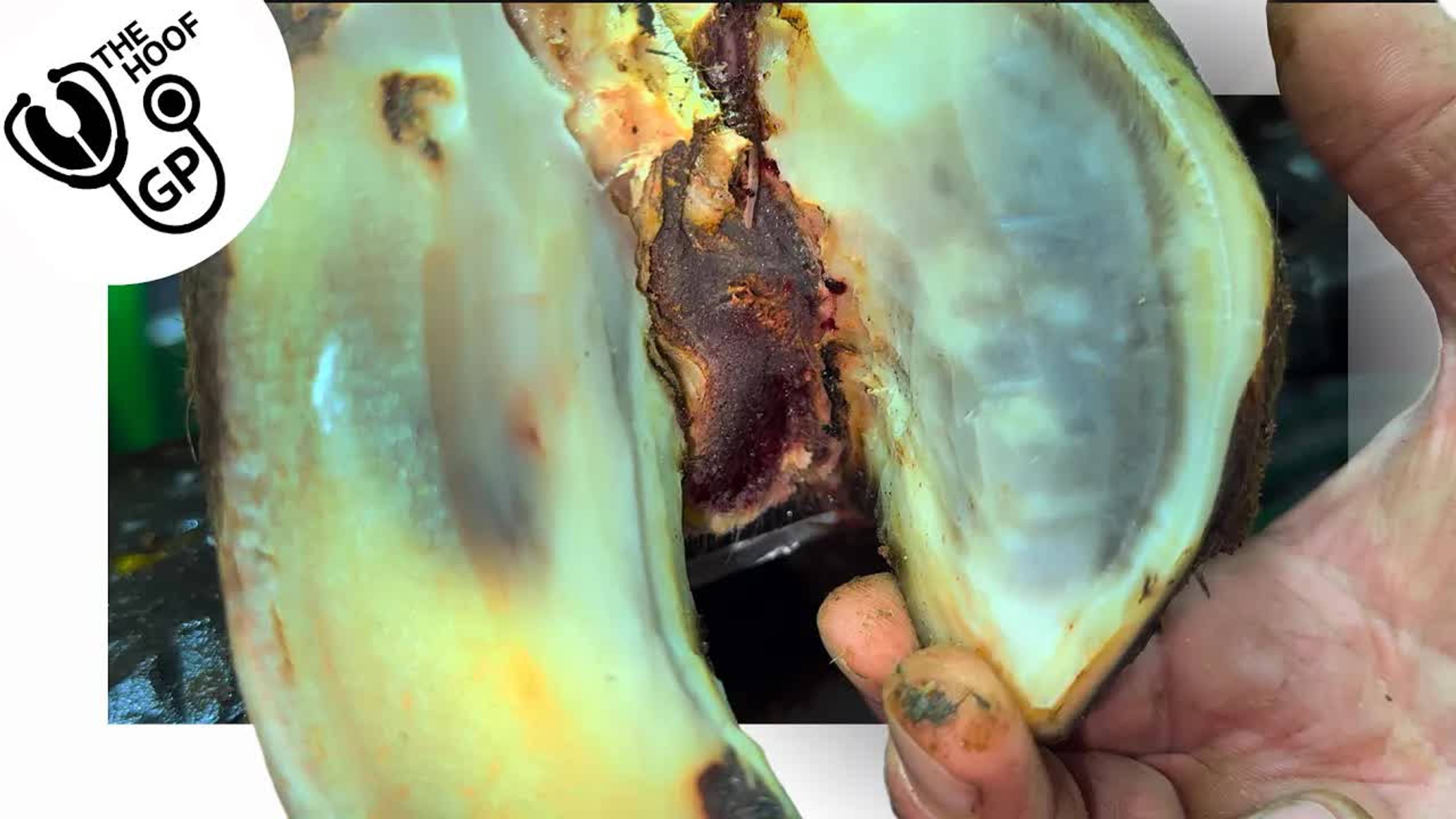 this DEFORMED COW's FOOT had an incredibly PAINFUL SECRET!