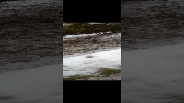 ❗Вешенки и фламмулинки в Рождественский Сочельник❗ #shorts #short #funny #nature #грибы #природа