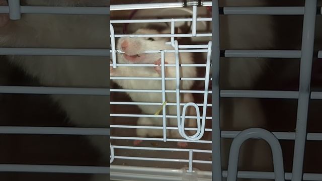 Хомяк с большими щеками грызëт клетку