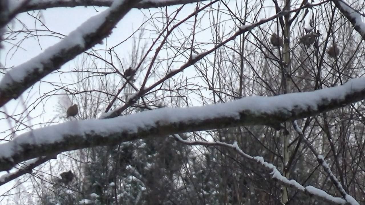 Охота на тетерева. Принципы иногда мешают!
