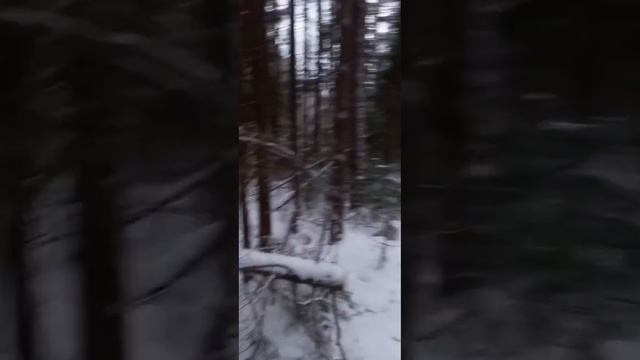 Рубят пихту ради веток. Примите меры!