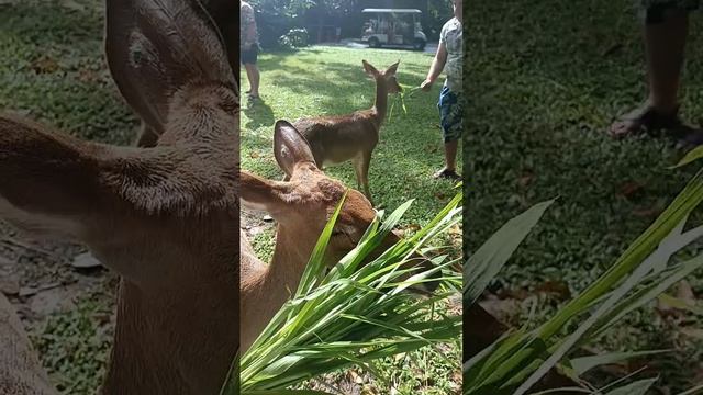 VID_20250106_132503_161.mp4