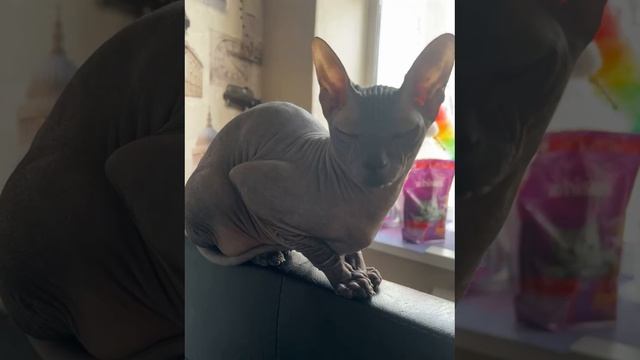 Лиона и Вискас