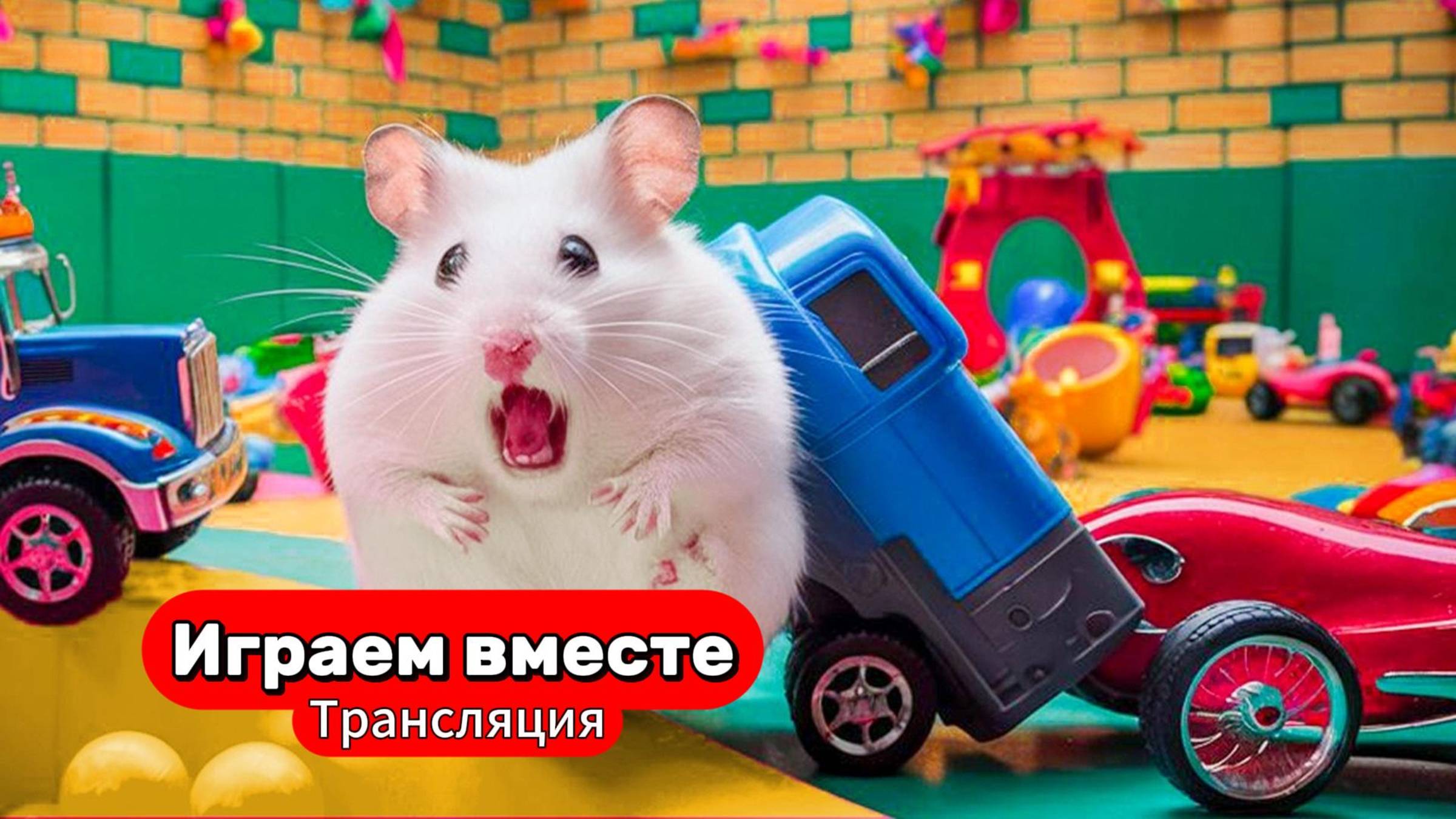 Сложный разноцветный лабиринт для Хомяка 🐹 Трансляция для детей