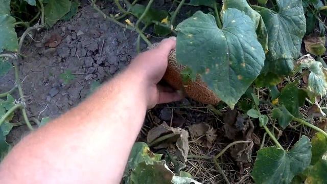 ДЕРЕВНЯ!!!ОГОРОД СКУЧАТЬ НЕ ДАЁТ!!!ЧТО ВЫРАСТИЛИ,ТО И ПОЖИНАЕМ!!!Деревенский влог