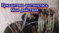 Хризантема мультифлора. Достаю из погреба , что делать дальше.