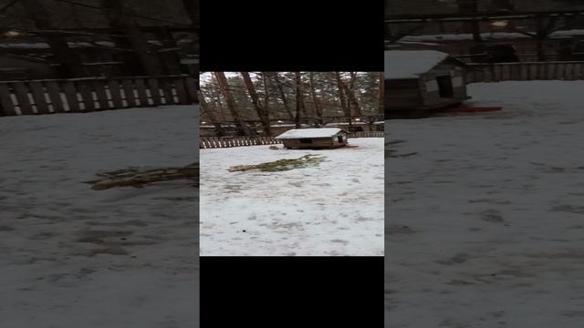 кролики