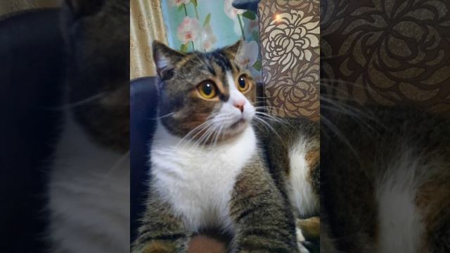 Мой сладкий котик🩷