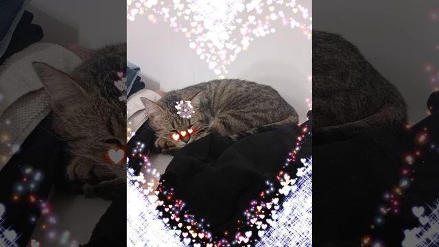 моя милая девочка кошка баст❤️😻😍
