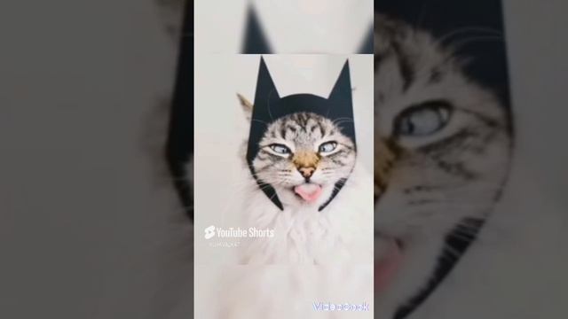 scene_output.mp4