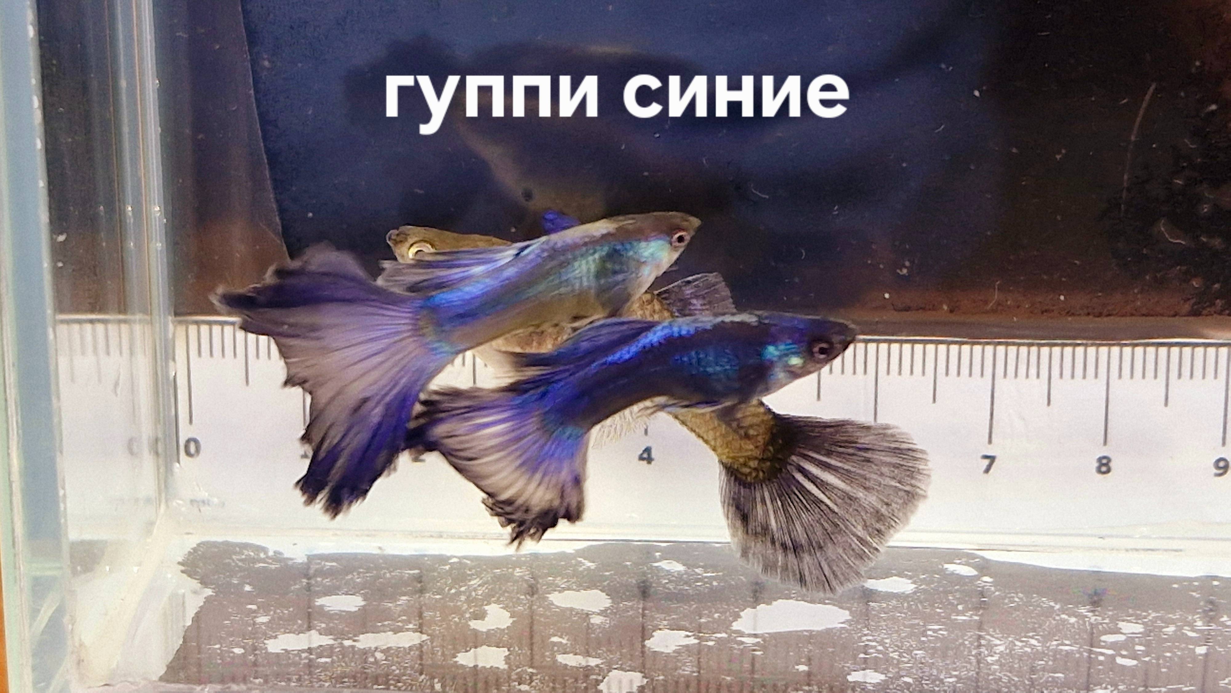 Гуппи синие 06.01.2025