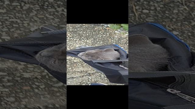 Кот Феликс