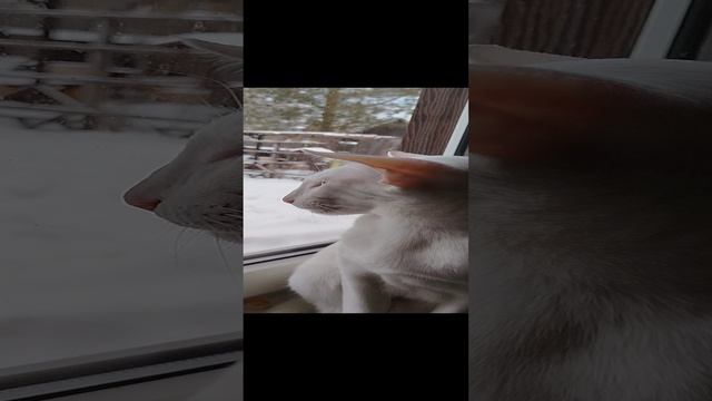 Ориентальный кот Лёша