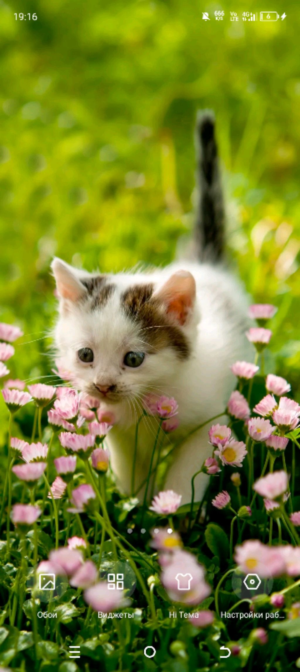 😺 котик😺