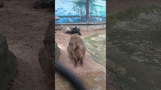 VID_20250106_132746_013.mp4