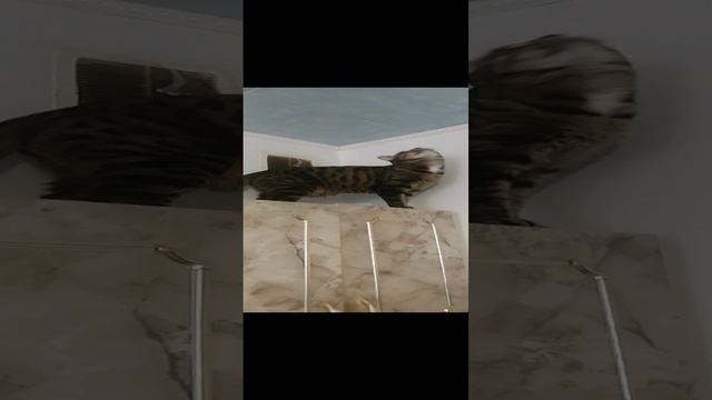 Самая смешная кошка тут