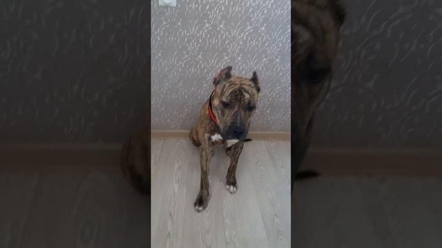 дрессировка Грома