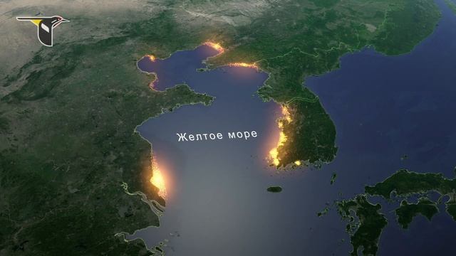 Перелетные кулики Желтого моря