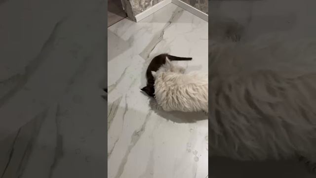 Белый и черный!!! Инь-янь. 💓💓💓Счастье в доме!!! 💯💯💯