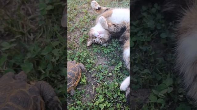 "мы на солнышке лежим"  #животные #animals #cute