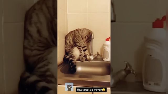 Самые смешные коты Приколы с котами СМЕШНЫЕ ЖИВОТНЫЕ 2025 Funny cats