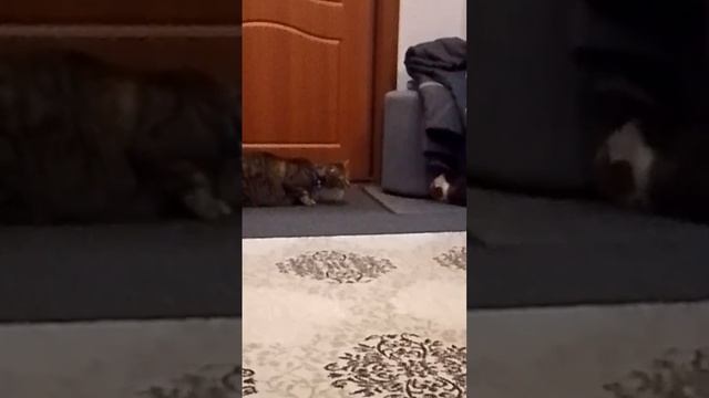 Наши питомцы❤
