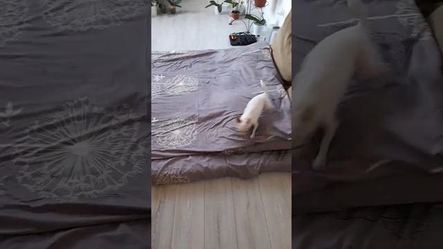 Не даёт заправить постель🤪🤯Does not make the bed