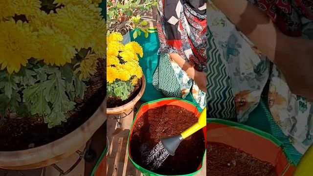 How to grow#methi☘️✨#fenugreek#organicfarming #youtubeshorts #bloomyesha
