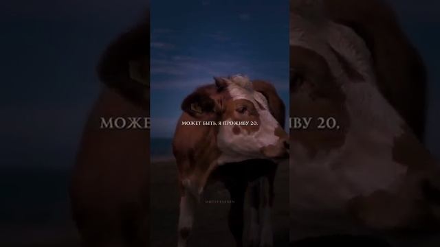 То, как мы получили свой смысл жизни.