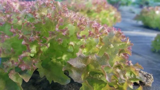 Lollo Rossa Lettuce