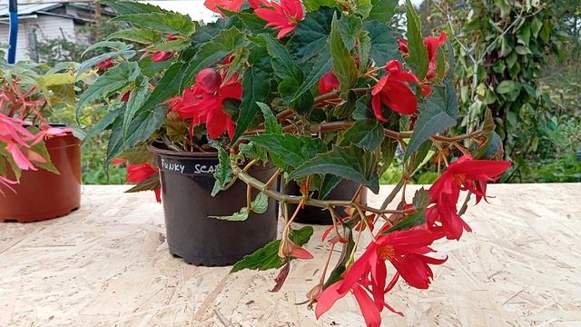 Бегония Фанки Скарлет (Begonia Funky Scarlet)