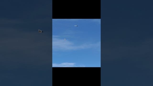 6,01,2025. Бакинские шейки.