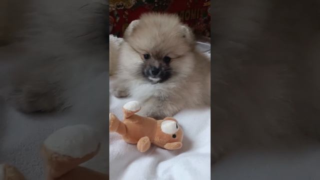 Комочек радости #собака #животные #cute #doglovers