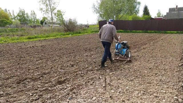 Борона для мотоблока. Боронование картофеля.