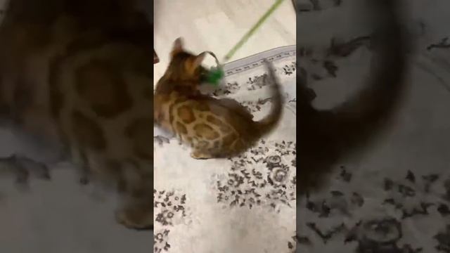 Бенгальская кошка Леопарда. #cat #catlover #kitten #lake