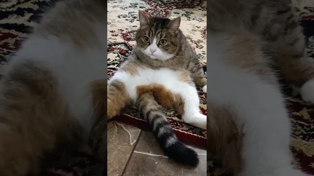 что за лев?  #cats #cute #кот #тигр #tiger