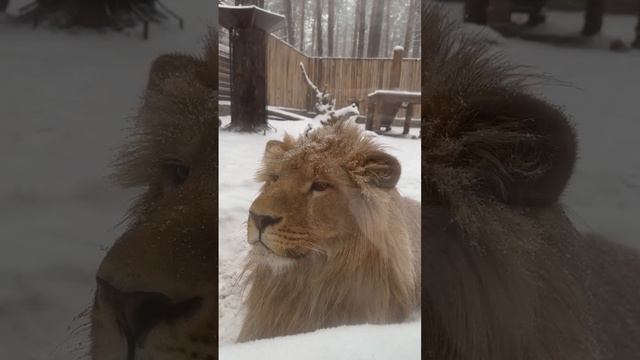 Лев Цезарь из ульяновского зоопарка желает доброго утра #ульяновская_область #ульяновск