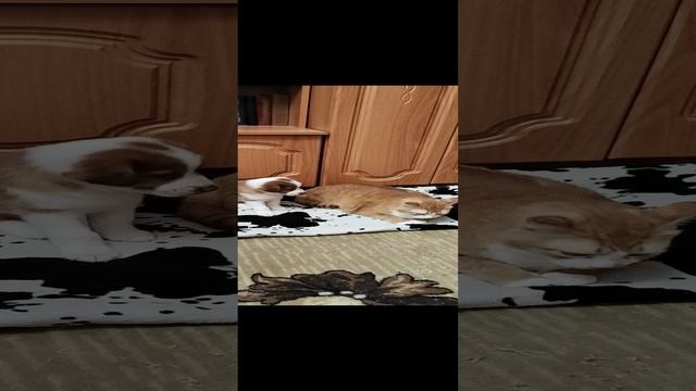 Второй день. Знакомство с Чивасом.Кот в шоке)