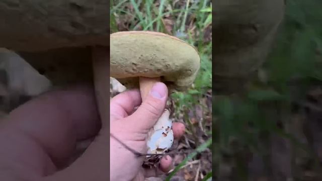ГРИБНИК СОБИРАЛ ГРИБЫ КАК ВДРУГ …. ВЫЛЕЗ ЗМЕЙ ГОРЫНЫЧ !!!