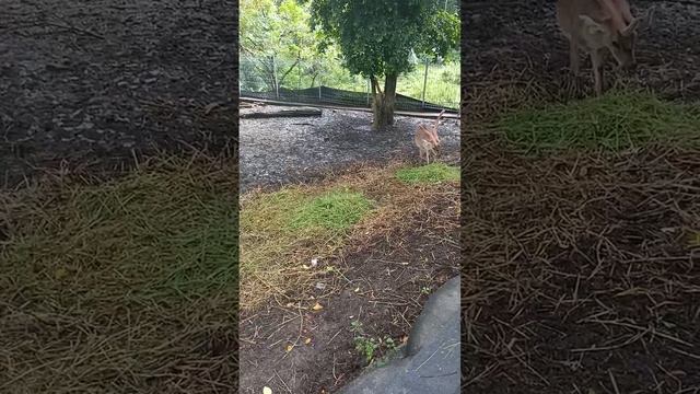 VID_20250106_132515_200.mp4